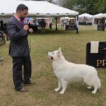 Exposiciones Caninas para todas las Raza 2 y 3 de Septiembre 2023