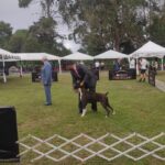 Exposiciones Caninas para todas las Raza 2 y 3 de Septiembre 2023