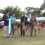 Exposiciones Caninas para todas las Raza 2 y 3 de Septiembre 2023