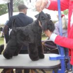 Exposiciones Caninas para todas las Raza 2 y 3 de Septiembre 2023