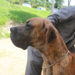 Exposiciones Caninas para todas las Raza 2 y 3 de Septiembre 2023