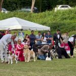 Exposiciones Caninas para todas las Raza 2 y 3 de Septiembre 2023