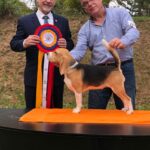 Exposiciones Caninas para todas las Raza 2 y 3 de Septiembre 2023