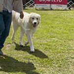 Exposiciones Caninas para todas las Raza 2 y 3 de Septiembre 2023