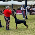Exposiciones Caninas para todas las Raza 2 y 3 de Septiembre 2023