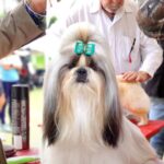 Exposiciones Caninas para todas las Raza 2 y 3 de Septiembre 2023