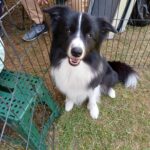 Exposiciones Caninas para todas las Raza 2 y 3 de Septiembre 2023