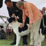 Exposiciones Caninas para todas las Raza 2 y 3 de Septiembre 2023