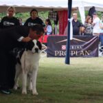 Exposiciones Caninas para todas las Raza 2 y 3 de Septiembre 2023