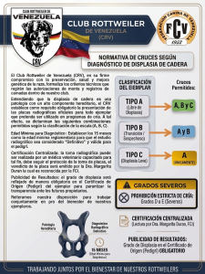 Lee más sobre el artículo Normativa de Cruces según Diagnóstico de Displasia de Cadera (Rottweiler).