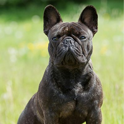 Bulldog Frances