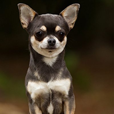Chihuahueño