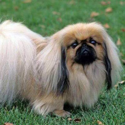 Pekines