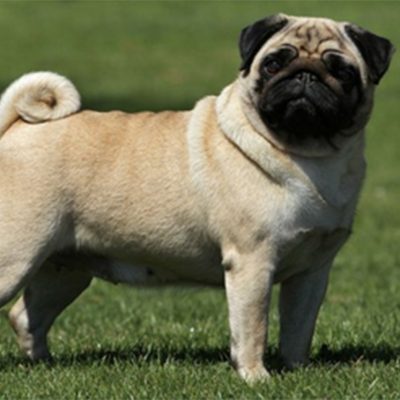 Pug