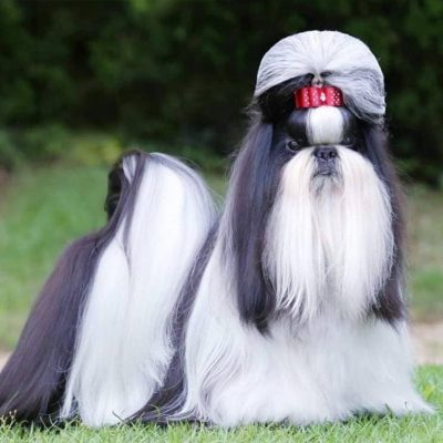 Shih Tzu