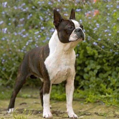 boston terrier
